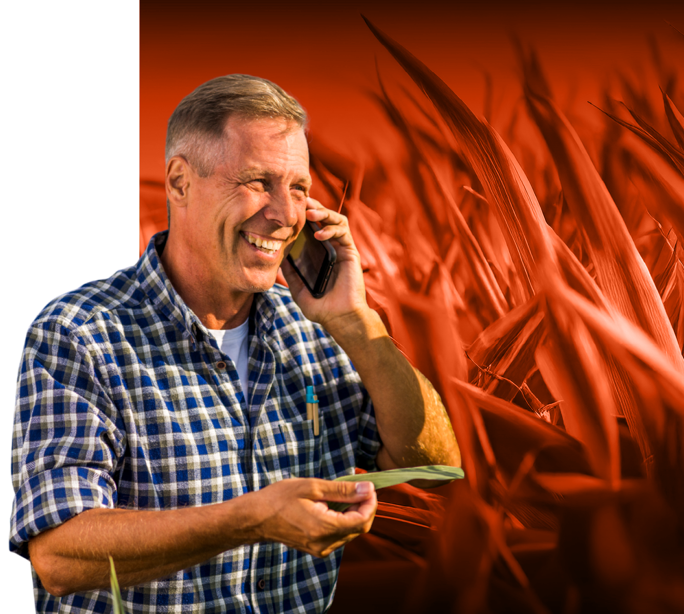 Older farmer in plaid shirt using a phone in a corn field