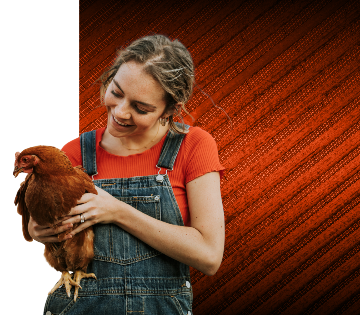 Young farmer holding a chicken